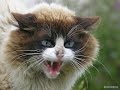 Пушистые кошки   Породы кошек