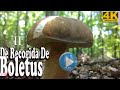 De recogida de boletus 2 - 2020 video Ultra Hd UHD 4K