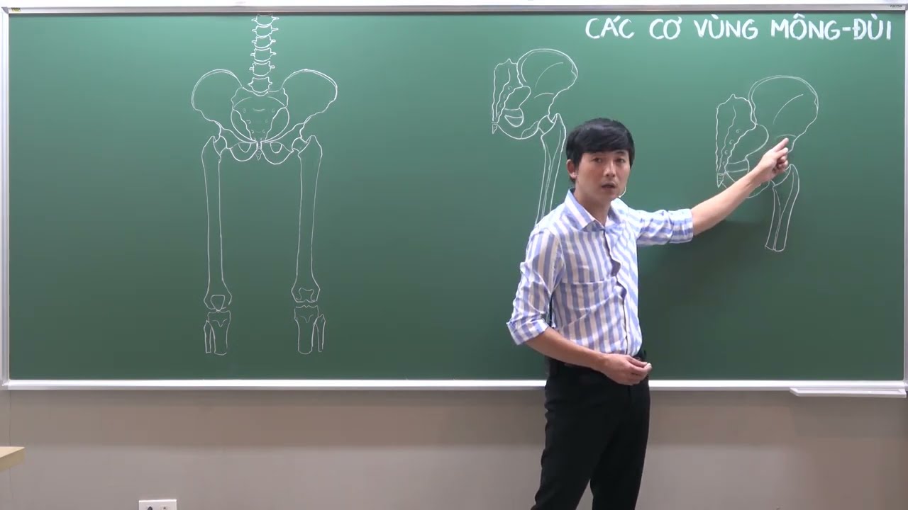 CHI DƯỚI: CƠ CHI DƯỚI - (1) CƠ VÙNG MÔNG