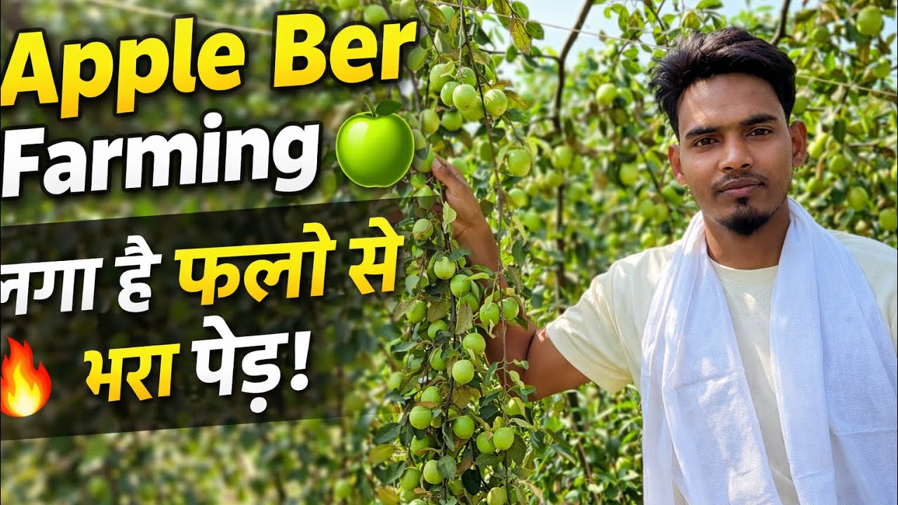 Apple Ber Fruit Vlog Video 📸 Best commercial Variety miss India Apple Ber ￼