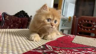 Cute Persian kitten Playing with pen | Persian Kitten 1m 20d old by Persian Cat 223 views 6 months ago 1 minute, 46 seconds