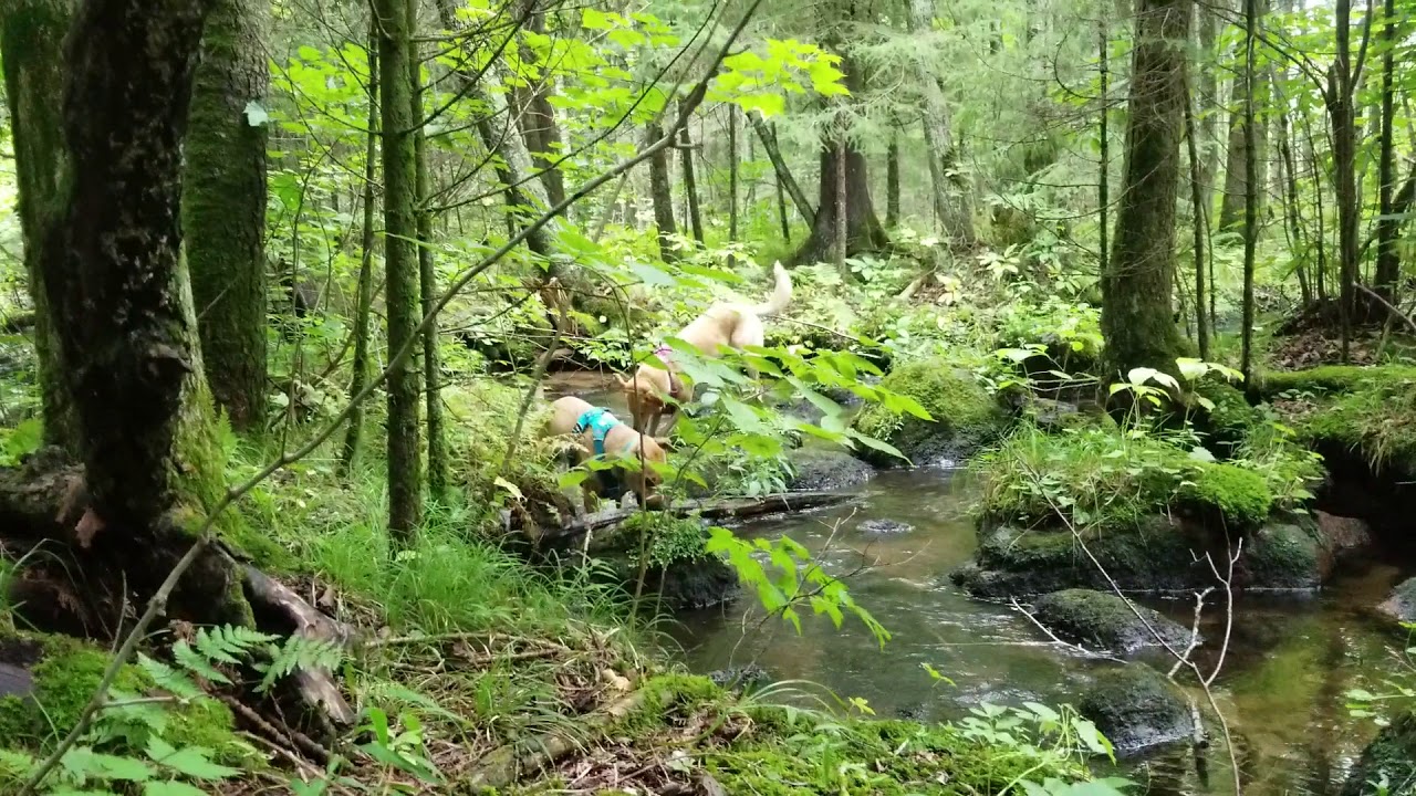 Plover river magic YouTube