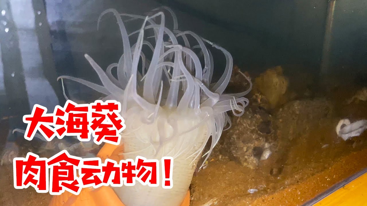 海葵是植物 大错特错 海葵是会吃鱼虾的肉食动物 大齐赶海 Youtube