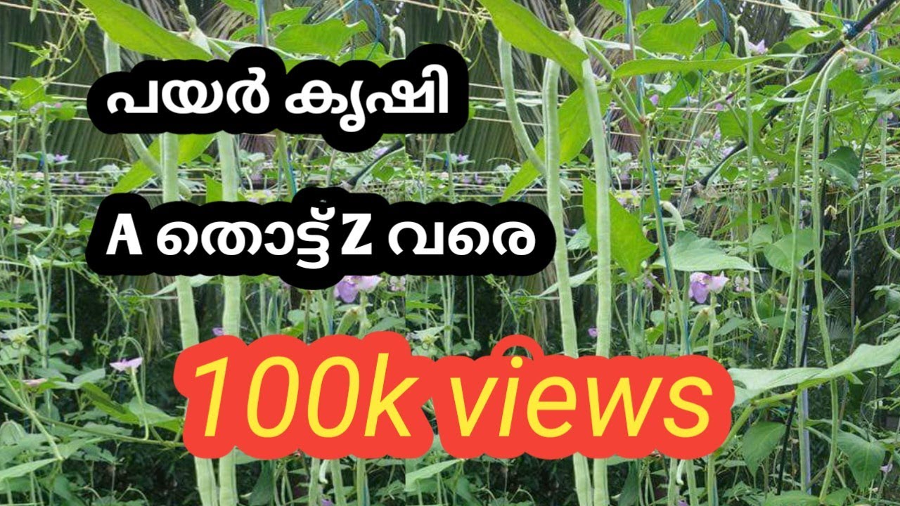 പയർ കൃഷി A തൊട്ട് z വരെ കൃഷിയും കൃഷിരീതിയും  #payarkrishi #farmingworld