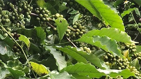 Bán đất rẫy thôn 1,nam bình,đăk song,đăk nông.