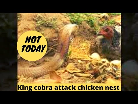 king Cobra Snake attack a chicken nest but was suprise by the Hen defence to protect her eggs&babies