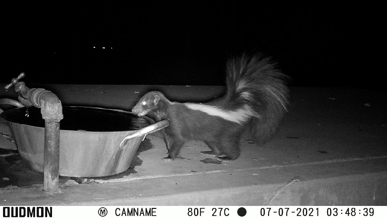 Skunk drinking water