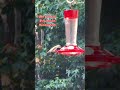 Hummingbirds on the 2nd day of fall! #shorts #short #nature #hummingbird #hummingbirdfeeder