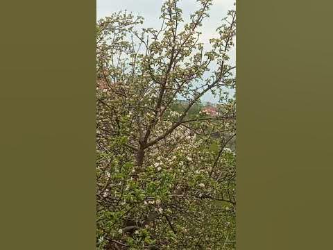 яблоня в цвету ,сорт золотой ранет - YouTube