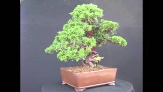 Vendita Bonsai Milano: Ginepro Ytoigawa