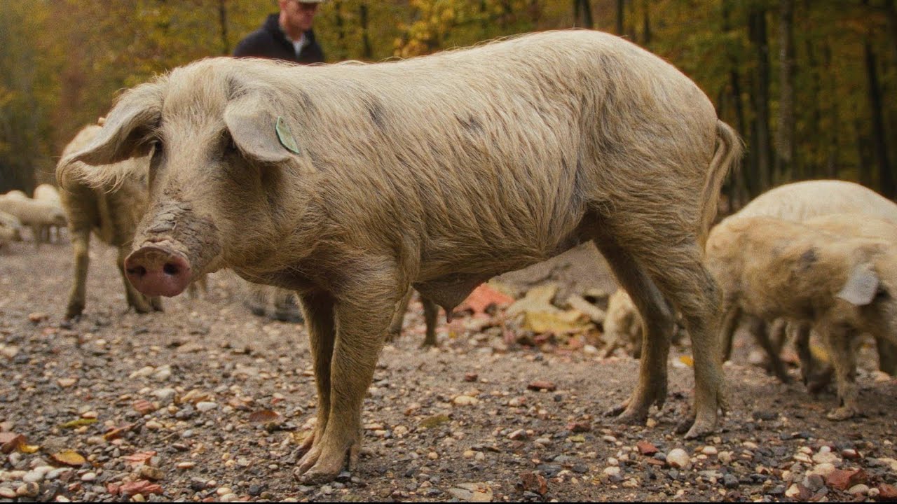 TUROPOLJSKA SVINJA ( POVRATAK ŽIVOTINJAMA)