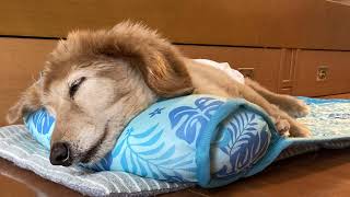 Deep Sleep Music for Senior Dogs 🐾 Calming Music for Old & Anxious Dogs | 1 Hour Relaxation