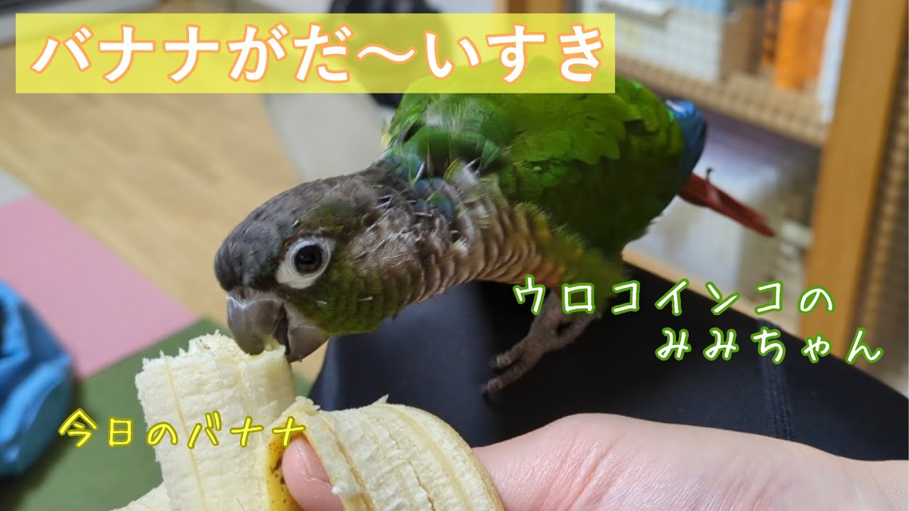 バナナを食べるインコ【ウロコインコのみみちゃん】