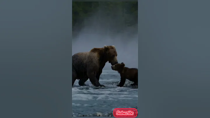 Rescue a small bear from flood#animal #rescue #shorts