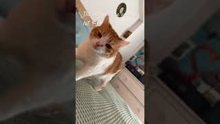 Cat reveal