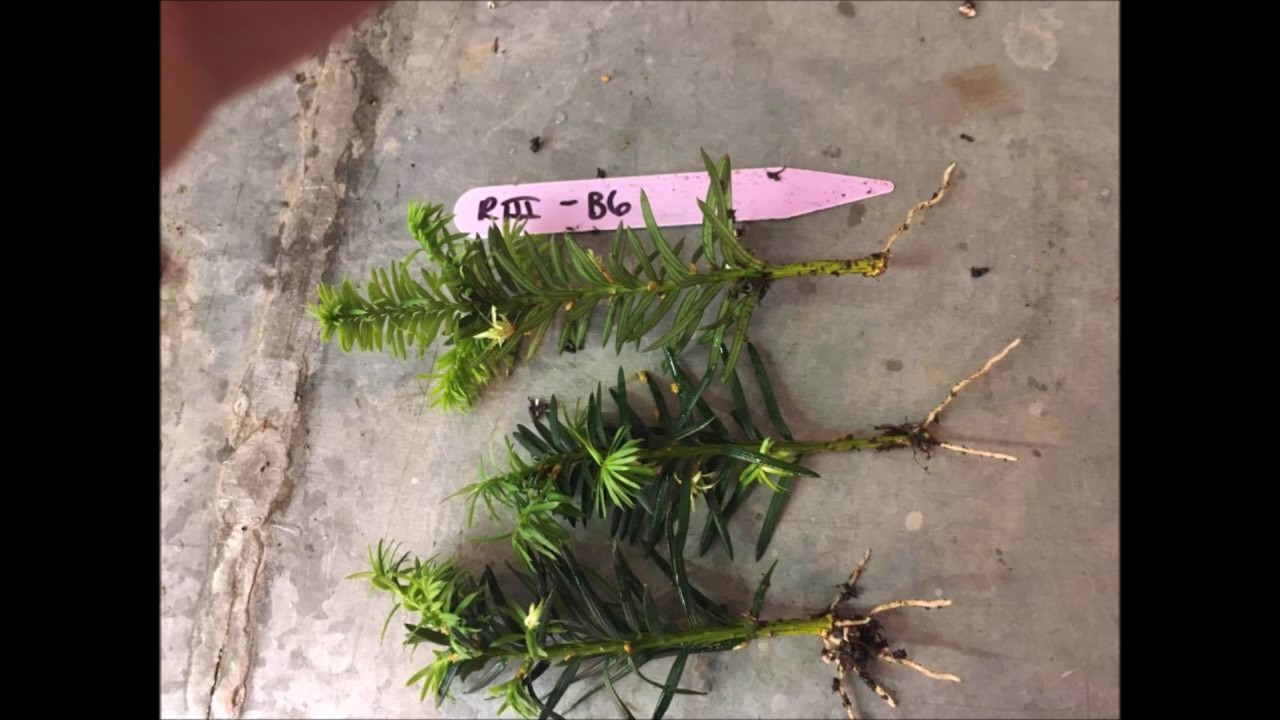 Propagation of taxus