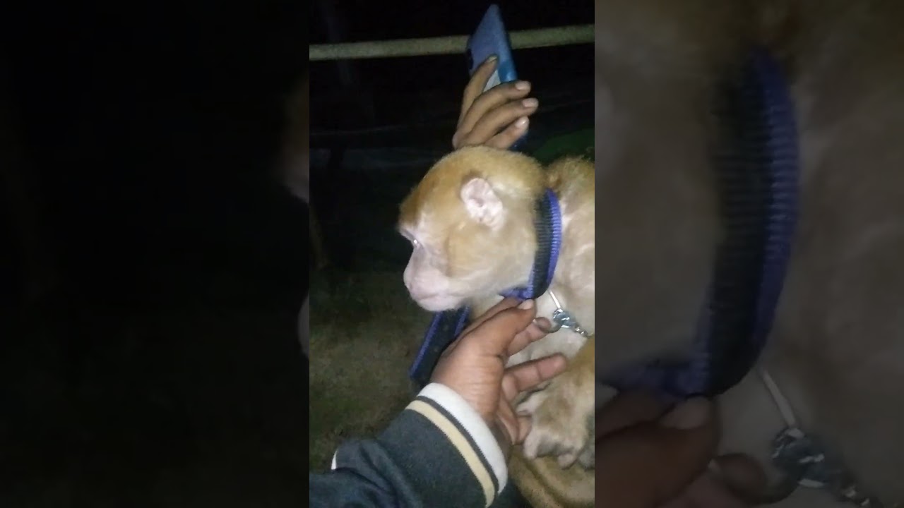 Pinki(monkey) rescued by Dooars youth welfare organization from a track drive.Pinki rejected by his