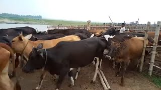 গরুর বাথান। সাহজাদপুরের বিশাল চরে অবস্থিত গরুর চারনভূমি যারা দেখেননি, তাদের জন্য।
