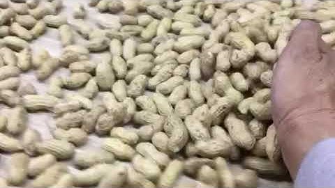 Taiho Peanuts in Shell Sorting Solutions shape sorting automatically pick out the single kernel ones