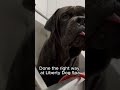 Big Dog Serious Care #shorts