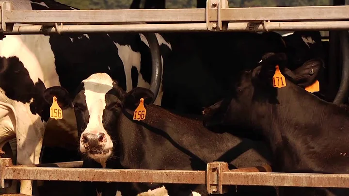 Vanderhyde Family is Dedicated to Dairy