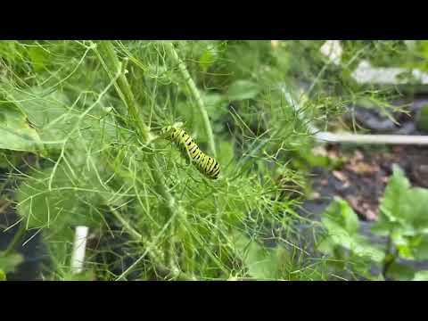 A Caterpillar I Never Kill In My Garden Even Though It Eats My Fennel 