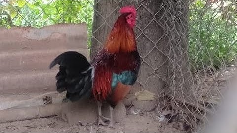 saib qaib dib qua zoo ua si nawb