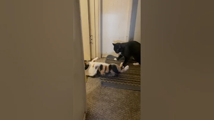 Video 6807351: calico manx, cat kitten playing fighting