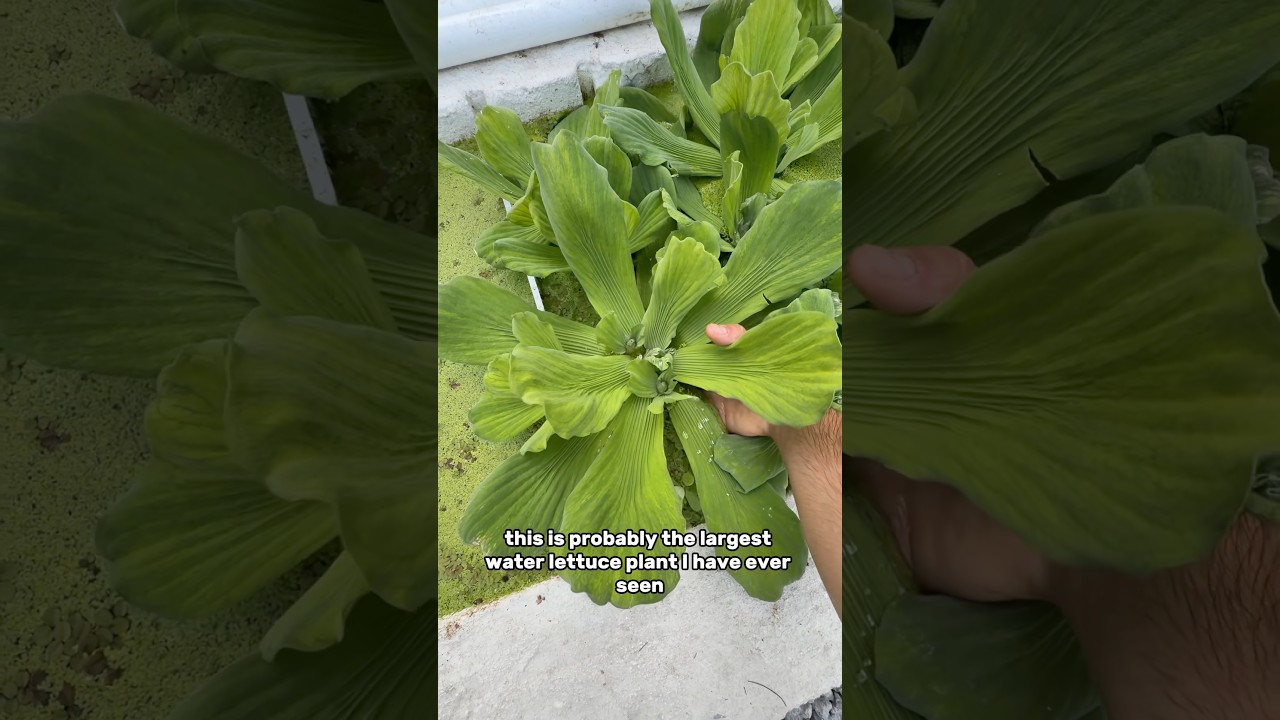 The LARGEST water lettuce ever!