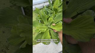 The LARGEST water lettuce ever!