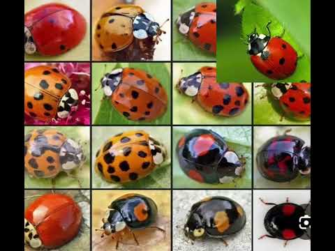 ماذا تعرف عن حشرة ام على   أم سليمان دعسوقة