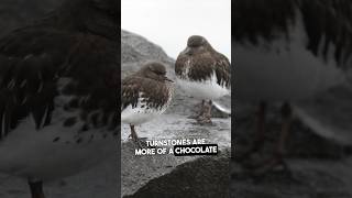 The Black Turnstone A Cute And Plump Shorebird