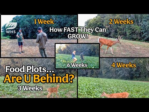 How FAST A Food Plot Can Grow | R U Behind?