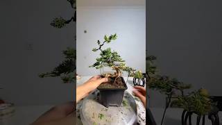 From Wild to Beautiful: Juniper Bonsai Styling Transformation #bonsai #juniperbonsai #bonsaistyling