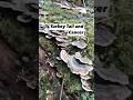 Turkey Tail and Cancer (Trametes versicolor) #survival #newzealand #fungi #naturalhealth