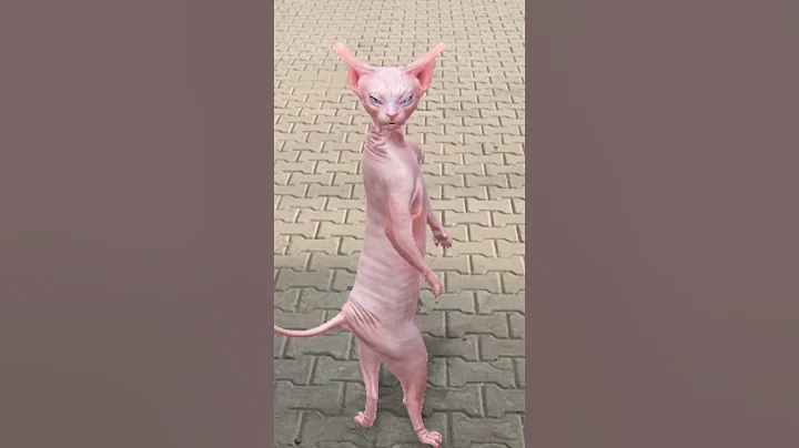 Video 11633711: sphynxcat dancing cats