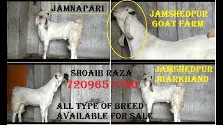 JAMNAPARI BAKRA FOR SALE|ANIMALS VLOG KOLKATA|बकरी सेल काम डैम मैं|JAMSHEDPUR GOAT FARM JAMNAPARI BAKRA FOR SALE|ANIMALS VLOG KOLKATA|बकरी सेल काम डैम मैं|JAMSHEDPUR GOAT FARM