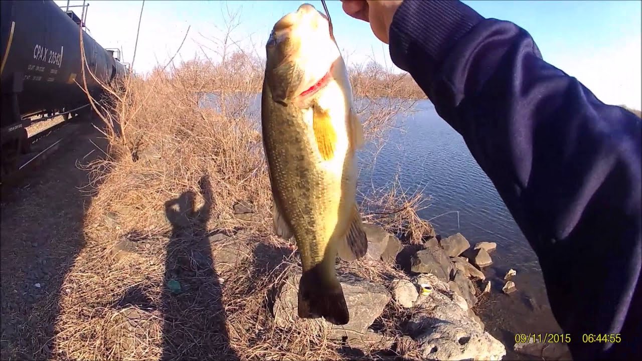 Slaying Perch at the Tracks