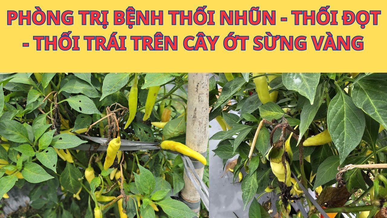 Phòng Trị Bệnh Thối Nhũn - Thối Đọt Non - Thối Trái Trên Cây Ớt Sừng Vàng | Nông Tâm TV