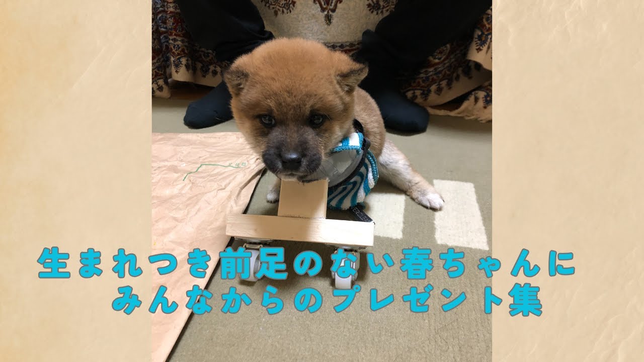 生まれつき前足のない春ちゃんに みんなからのプレゼント集 - YouTube