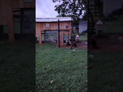 KEBONNIXS Automatic Chicken Coop Door - YouTube