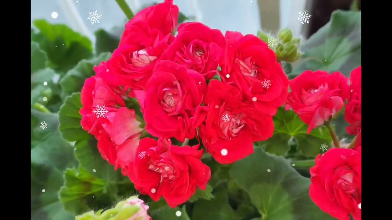 이사도라던컨  제라늄