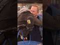 Kevin Ryder Makes His Triumphant Return To KROQ In The Morning | Klein. Ally. Show.