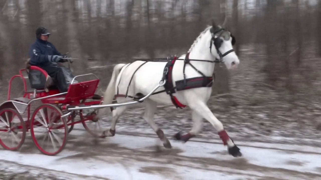 Gyémánt (Favory Monteaura VI (Laska) x Orlov Trotter x Lipizzaner) 2012, mare.