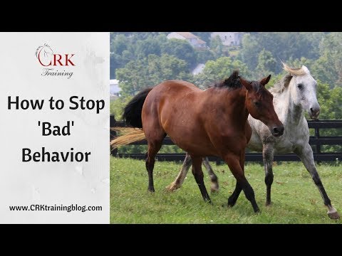 3 Factors that Cause Bad Behavior in Horses