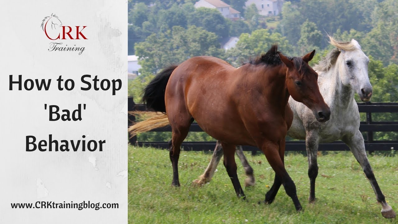 3 Factors that Cause Bad Behavior in Horses YouTube