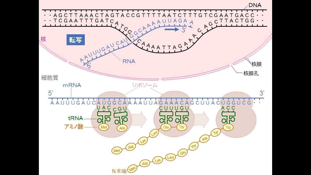 転写と翻訳 要旨 ゆうきのバイオロジー Youtube