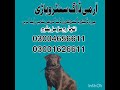 Army dog center Multan khoji dog in Multan