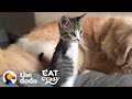 This Tiny Kitten Grows Up Racing Around Her House Like A T-Rex | The Dodo Cat Crazy