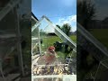 just checking it out 🙂‍↔️🥰 #birdfeeder #finch #birds #trending #shorts #birdcam